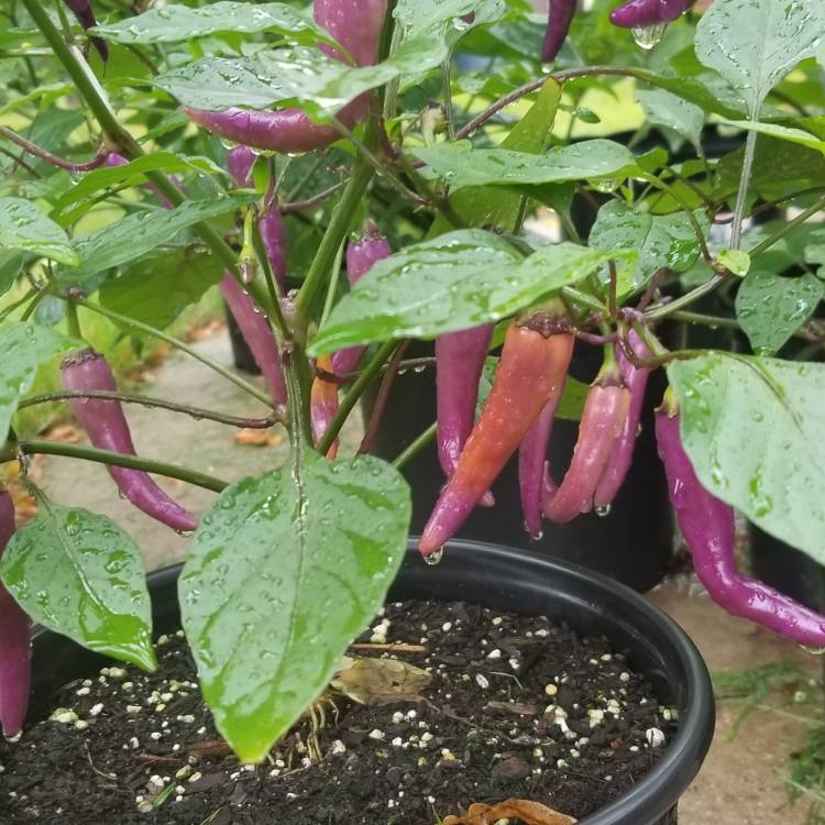 plant image 837305