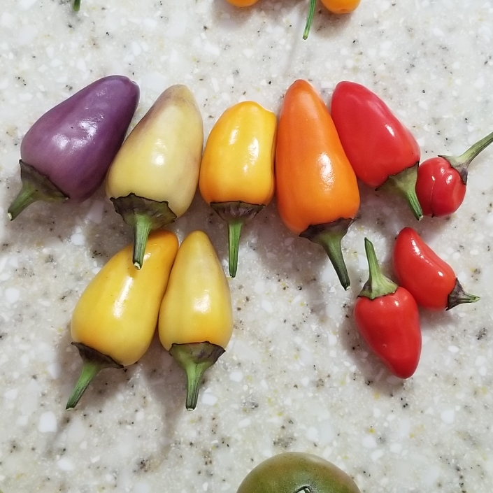 plant image 840905 plant image 840905