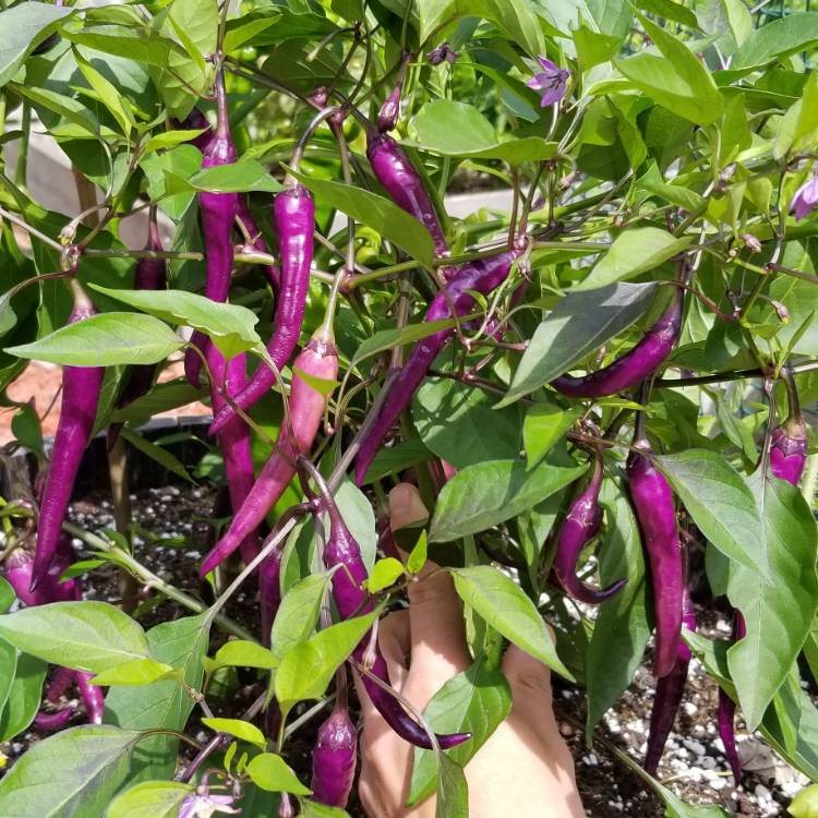 plant image 842900
