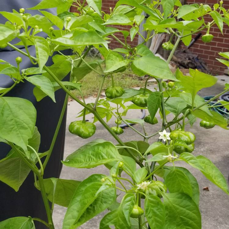 plant image 847300