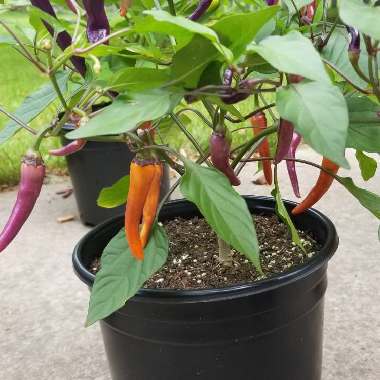 plant image 847338