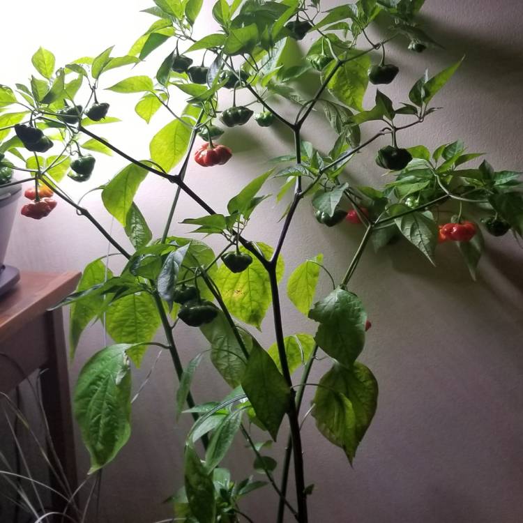 plant image 882643