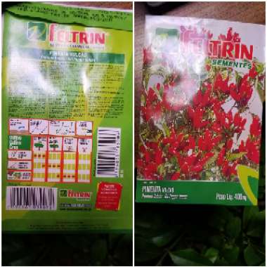 Capsicum annuum 'Volcano'