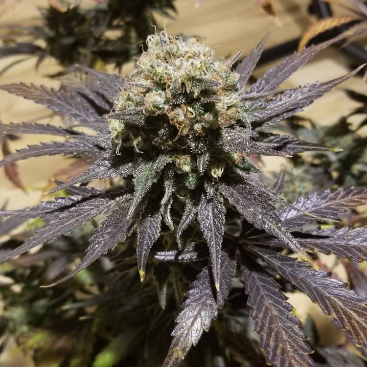 Plant image Cannabis sativa