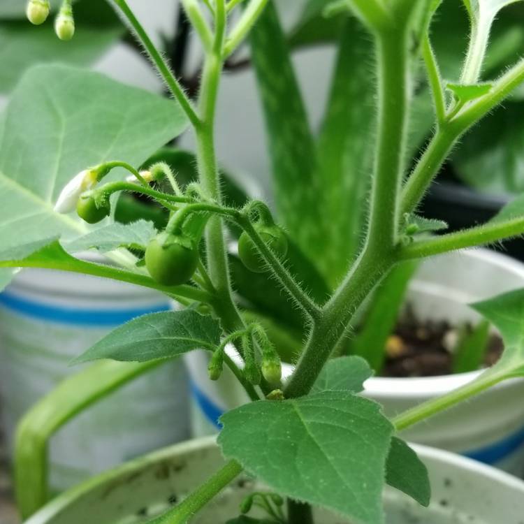 Plant image Solanum nigrum