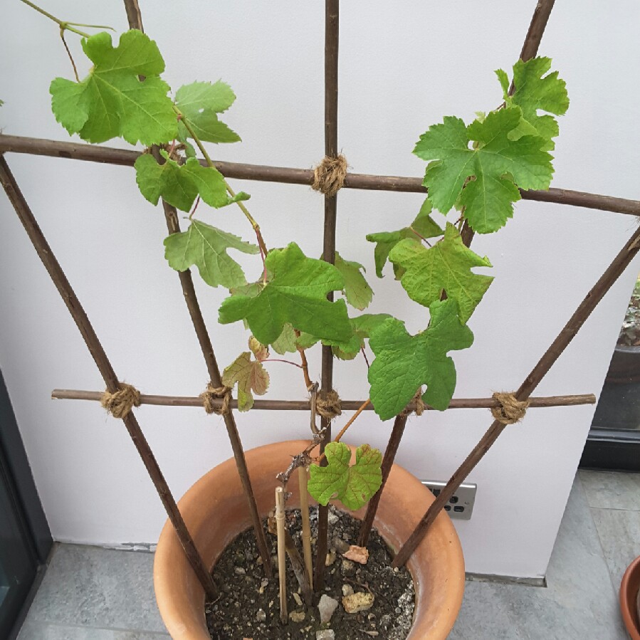 plant image 57989