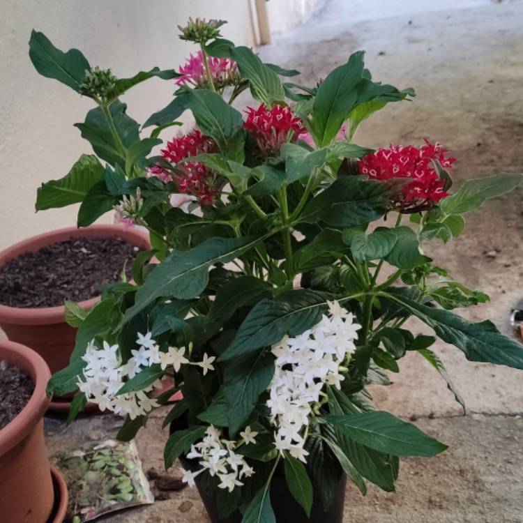 Plant image Pentas lanceolata 'Nova'