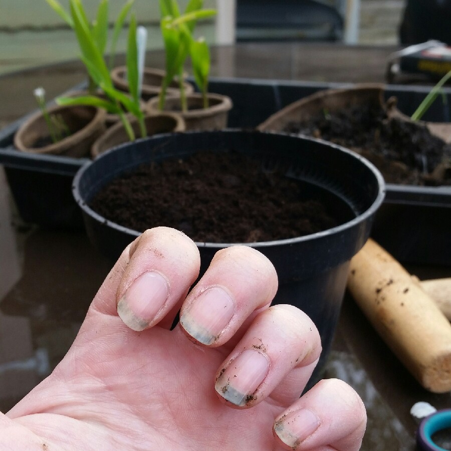Nicola's garden