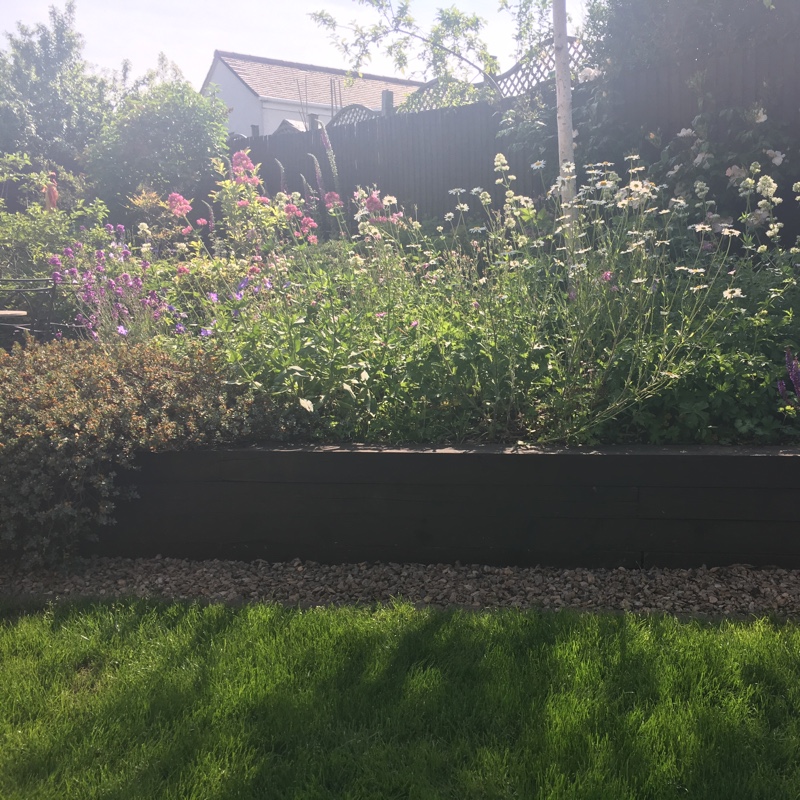 Nicola's garden