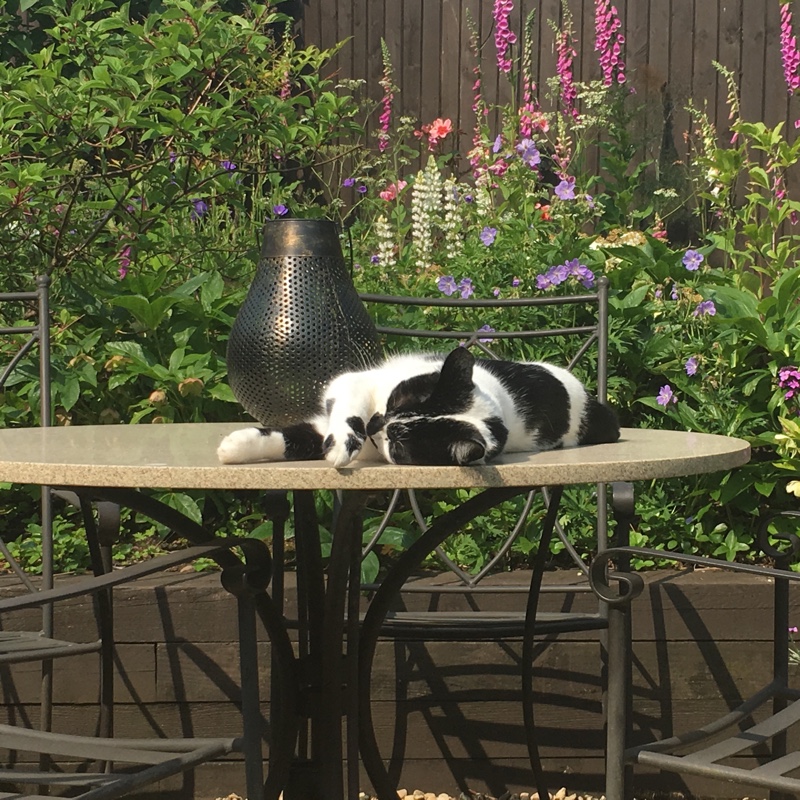 Nicola's garden