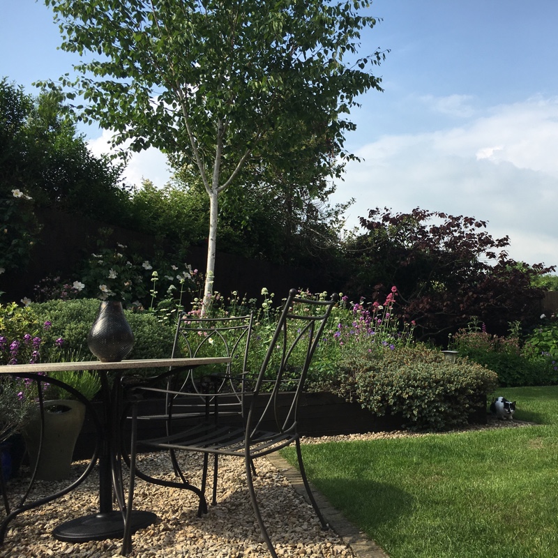 Nicola's garden