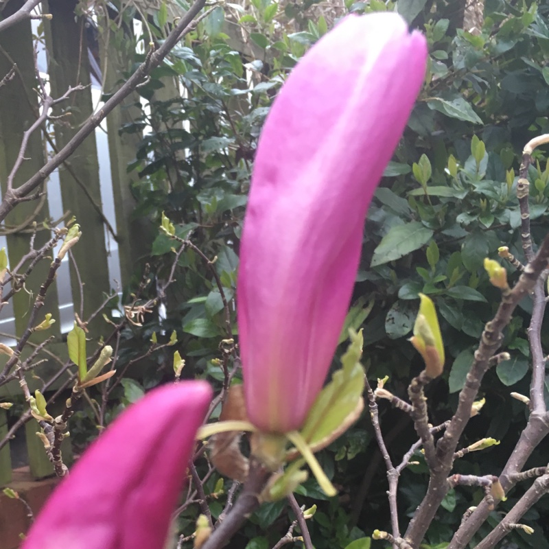 Magnolia 'Susan'