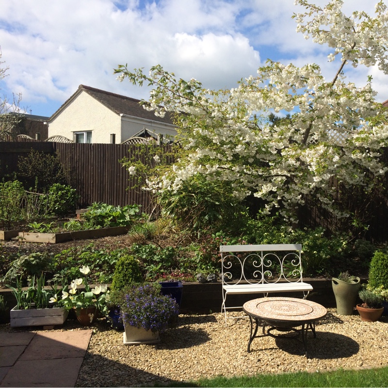 Nicola's garden