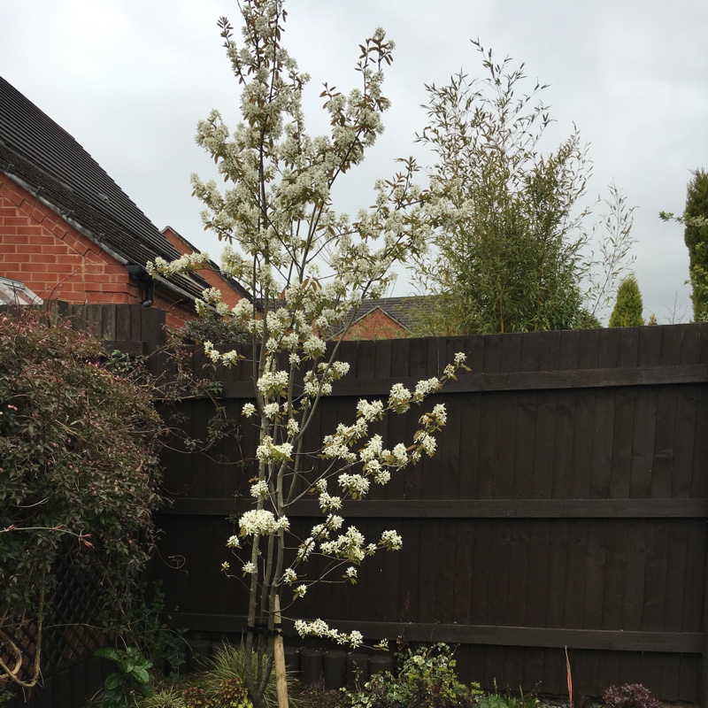 Snowy Mespilus