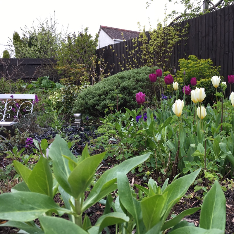 Tulip 'White Dream' (Triumph)