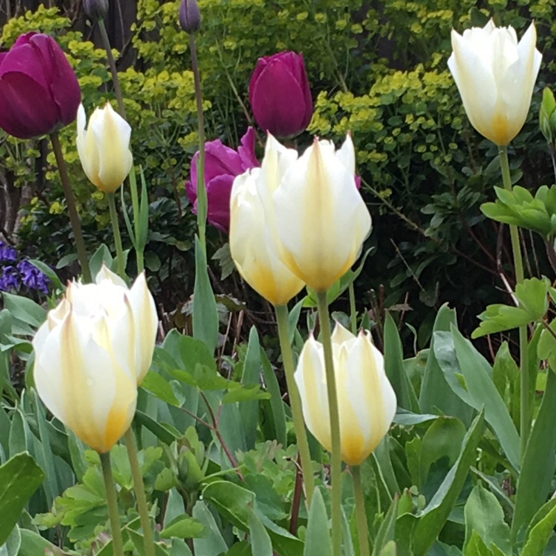Tulip