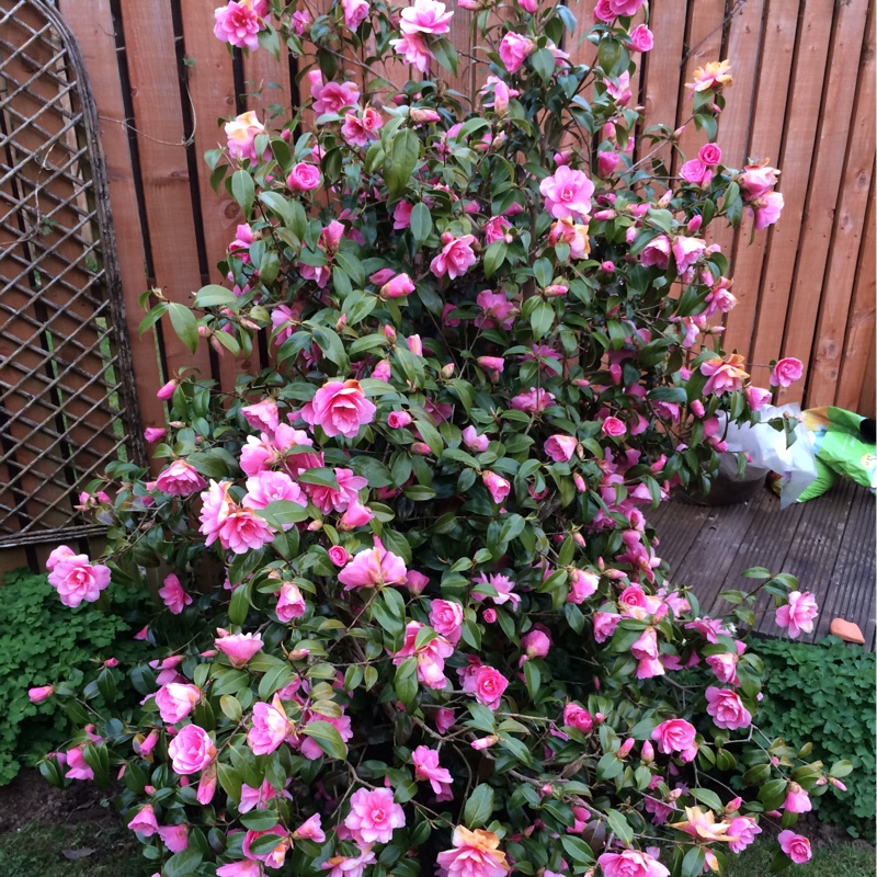 Plant image Camellia japonica 'Betty Foy Sanders'