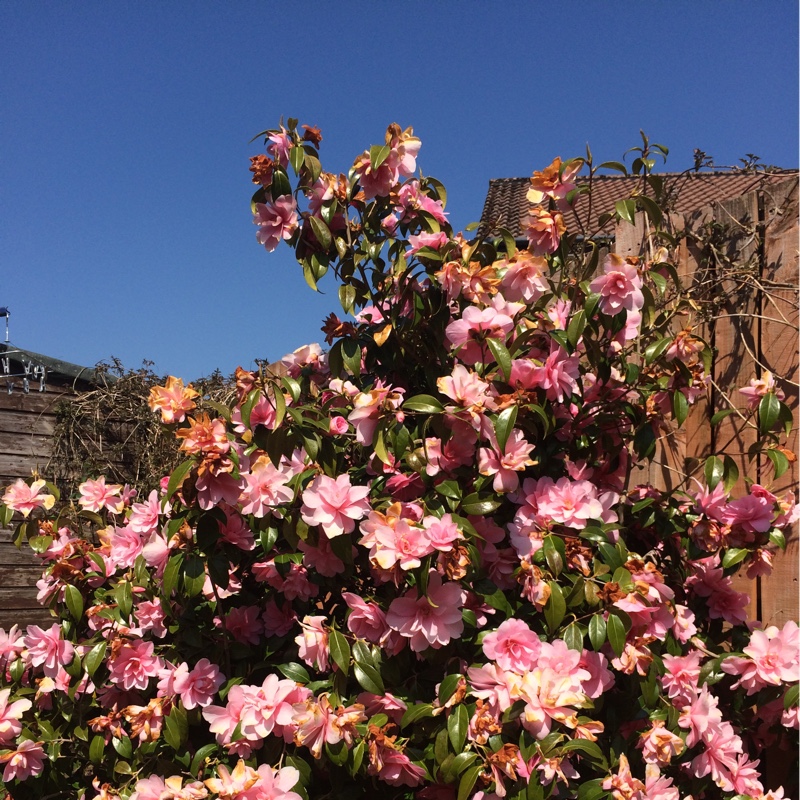 plant image 67883