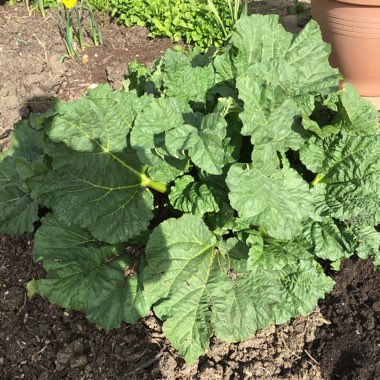 Rhubarb