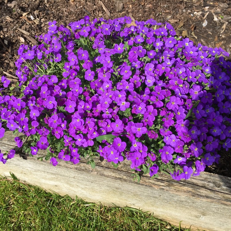 plant image 348798