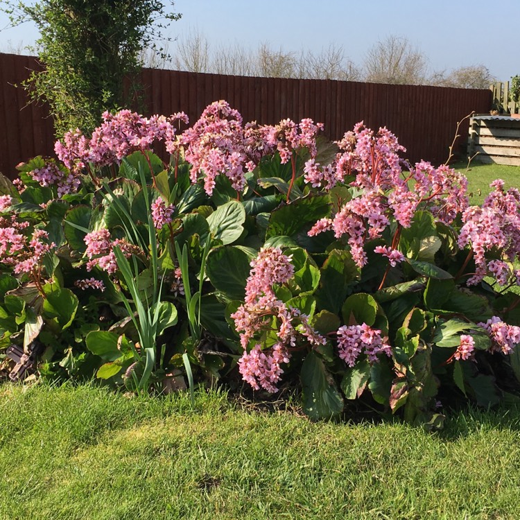 Plant image Bergenia 'Rosenkristall'