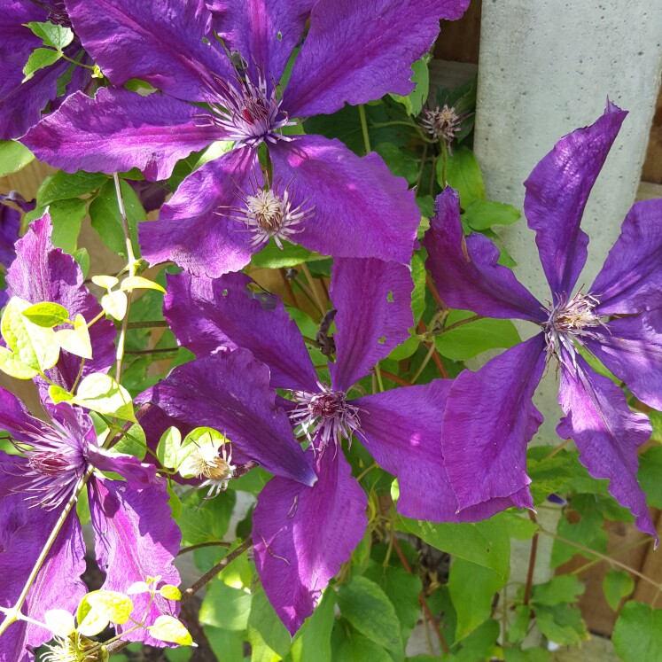 Plant image Clematis hybrid 'H. F. Young'