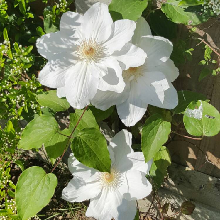 Plant image Clematis 'Mrs George Jackman'