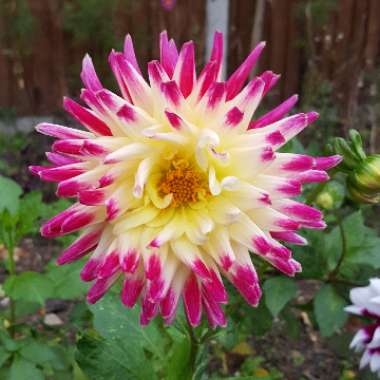 Dahlia 'Tahiti Sunrise'