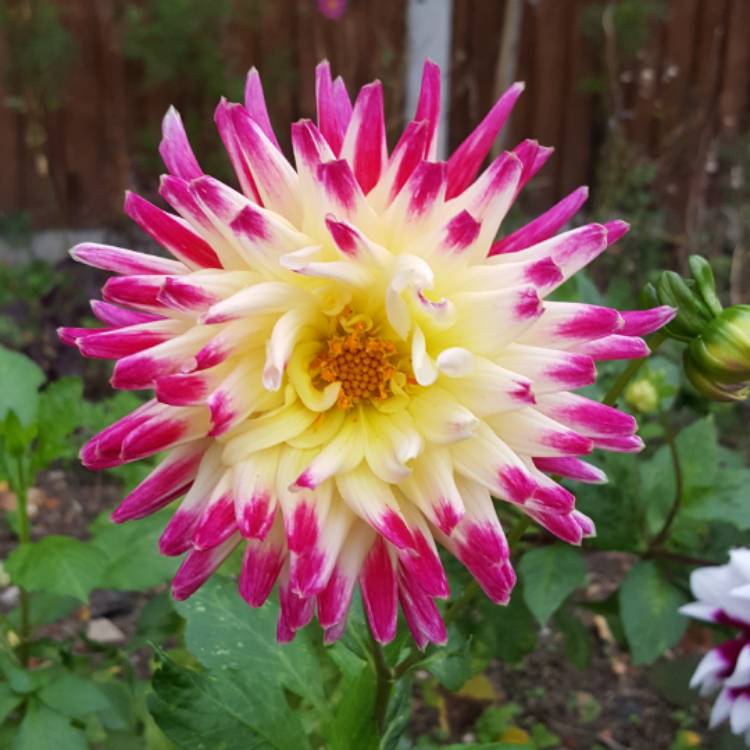 Plant image Dahlia 'Tahiti Sunrise'