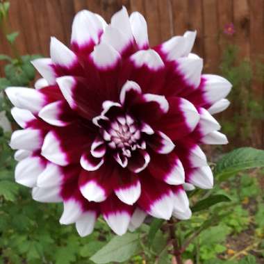 Dahlia 'Mystery Day' (Decorative)