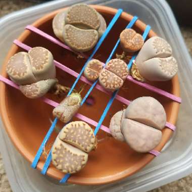 Lithops