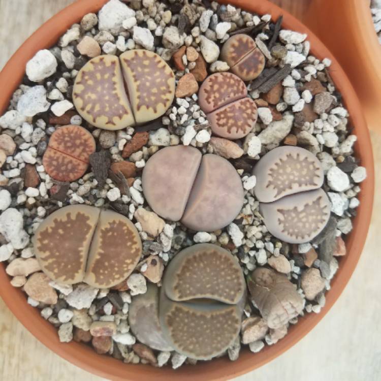 plant image 680953
