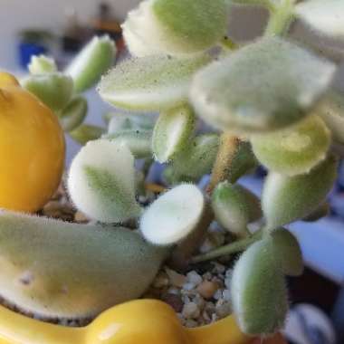 Cotyledon tomentosa Variegata