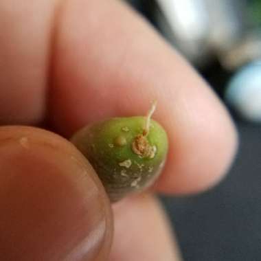 Lithops