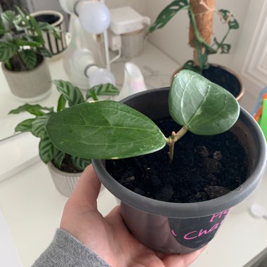 Wax Plant