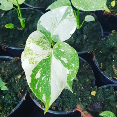 Swiss Cheese Plant 'Thai Constellation'