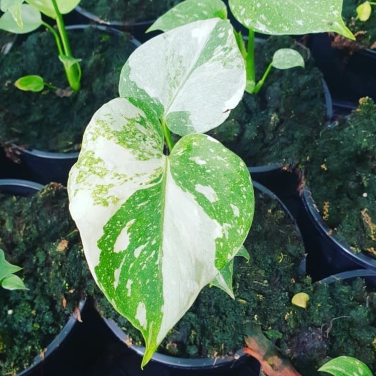 Plant image Monstera deliciosa 'Thai Constellation'