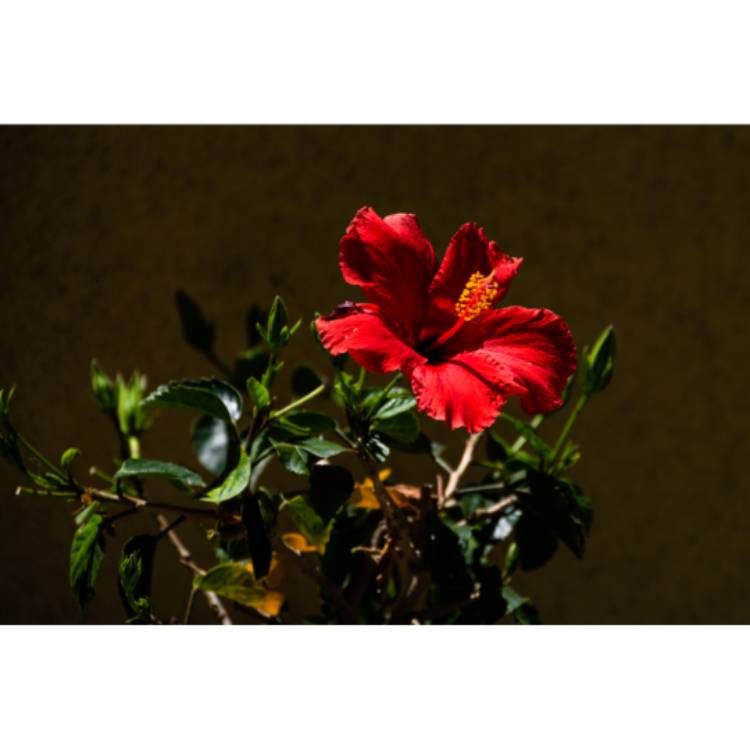 plant image 1278505