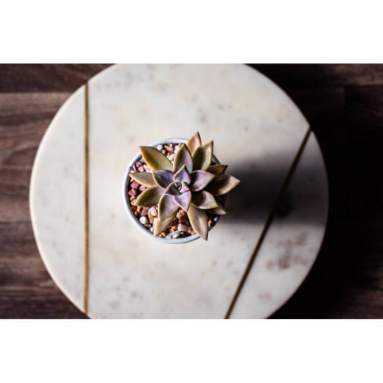 Plant image Graptopetalum Murasaki