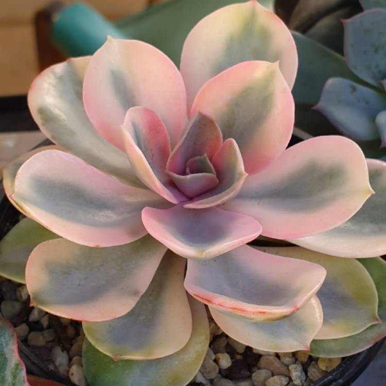 plant image 1077750 plant image 1077750