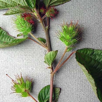 Plant image Acalypha wilkesiana