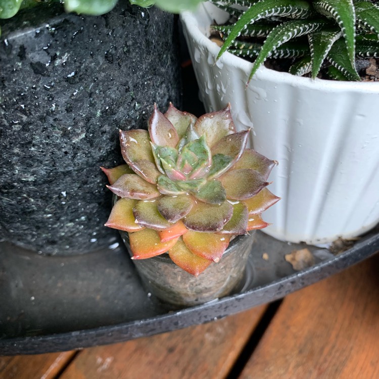 Plant image Echeveria Mensa