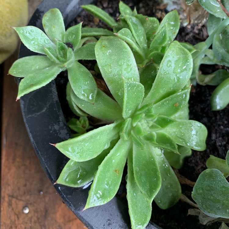 Plant image Echeveria Poltava