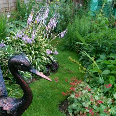 Nick's garden