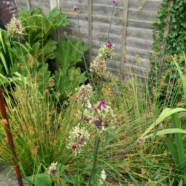 Nick's garden