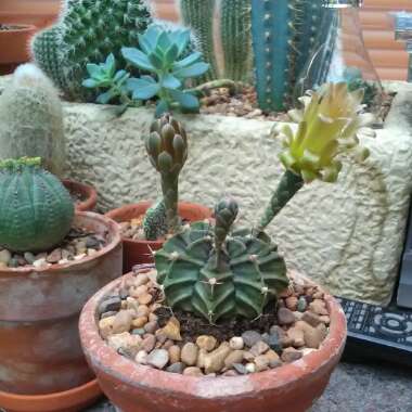 Nick's garden
