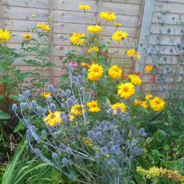 Nick's garden