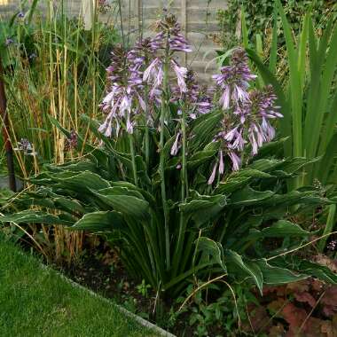 Nick's garden