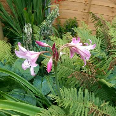 Nick's garden
