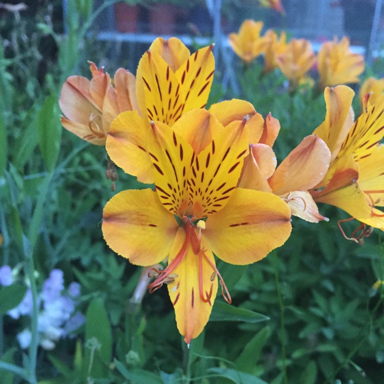 plant image 454511